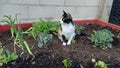 Tricolor cat sitting on the ground in the vegetable garden.
