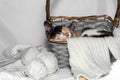 A tricolor cat is sitting in a wicker square light basket on a white background, next to light balls of thread and Royalty Free Stock Photo