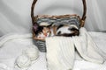 A tricolor cat is sitting in a wicker square light basket on a white background, next to light balls of thread and Royalty Free Stock Photo