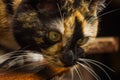 Tricolor cat sitting on a wooden table close-up. muzzle with long mustache macro