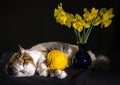 tricolor cat sleeping with ball of yellow yarn and bouquet of daffodils in a blue vase