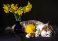Tricolor cat sleeping with ball of yellow yarn and bouquet of daffodils in a blue vase