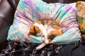 Tricolor cat sleeping on its owner pillow