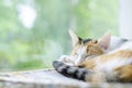 Tricolor cat sleeping near the window. Lazy.