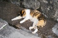 A tricolor cat slumbers on the asphalt against a stone wall. Royalty Free Stock Photo