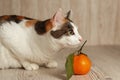 A tricolor cat sniffs tangerine