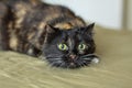 Tricolor cat stares intently at the target before jumping Royalty Free Stock Photo