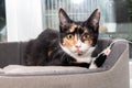 A tricolor cat with a tongue hanging out lies in a bed. Close-up. Royalty Free Stock Photo