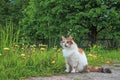 Tricolor cat walking in summer nature, sitting on meadow green grass, Young adorable 3 color cat is playing in yard Royalty Free Stock Photo