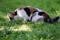 Tricolor cat walks on a green lawn