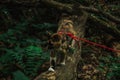 Tricolor cat walks in the woods in the afternoon in the summer with a red leash. pet in the wild Royalty Free Stock Photo