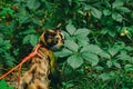 Tricolor cat walks in the woods in the afternoon in the summer with a red leash. pet in the wild Royalty Free Stock Photo