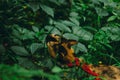 Tricolor cat walks in the woods in the afternoon in the summer with a red leash. pet in the wild Royalty Free Stock Photo