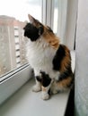 Tricolor cat on a windowsill looks out the window. Royalty Free Stock Photo