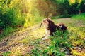 Tricolor cavalier king charles spaniel dog enjoying summer and playing with stick on country walk Royalty Free Stock Photo