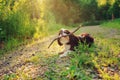 Tricolor cavalier king charles spaniel dog enjoying summer and playing with stick on country walk Royalty Free Stock Photo