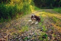 Tricolor cavalier king charles spaniel dog enjoying summer and playing with stick on country walk Royalty Free Stock Photo