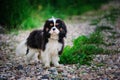 Tricolor cavalier king charles spaniel dog relaxing in summer garden Royalty Free Stock Photo