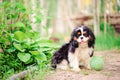 Tricolor cavalier king charles spaniel dog relaxing with toy ball in summer Royalty Free Stock Photo