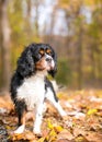 A tricolor Cavalier King Charles Spaniel dog standing outdoors Royalty Free Stock Photo
