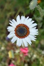 Tricolor chrysanthemum