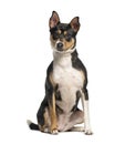 crossbreed dog sitting and looking at camera on white background Royalty Free Stock Photo