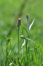 Tricolor daisy bud