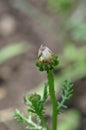 Tricolor daisy bud