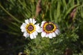 Tricolor daisy