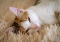 Tricolor domestic cat. Lazy sleepy pet. Close-up.