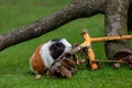 Tricolor domestic guinea pig