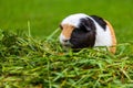 Tricolor domestic guinea pig