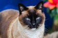 Tricolor domestic siamese male cat Royalty Free Stock Photo