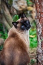 Tricolor domestic siamese male cat Royalty Free Stock Photo