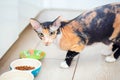 Tricolor Don Sphynx cat with wool eats its food in the kitchen