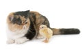 Tricolor exotic shorthair cat and chick Royalty Free Stock Photo