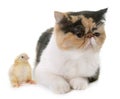 Tricolor exotic shorthair cat and chick Royalty Free Stock Photo