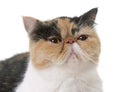 Tricolor exotic shorthair cat Royalty Free Stock Photo