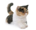 Tricolor exotic shorthair cat Royalty Free Stock Photo