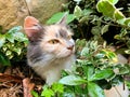 Tricolor female cat hiding in the bushes. Domestic cat head. Looking for prey. Royalty Free Stock Photo