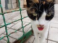Tricolor funny cat with tongue pulled out and forgot to hide back