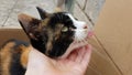 Tricolor funny cat with tongue pulled out and hand touch her head