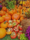 Tricolor gourds and fall pumpkins