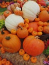 Tricolor gourds and fall pumpkins