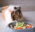 The tricolor guinea pig eats food. Royalty Free Stock Photo