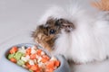 The tricolor guinea pig eats food. Royalty Free Stock Photo