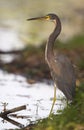 Tricolor Heron