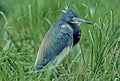 Tricolor heron close up portrait