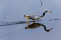 Tricolor Heron Florida