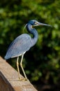 Tricolor Heron on the railing